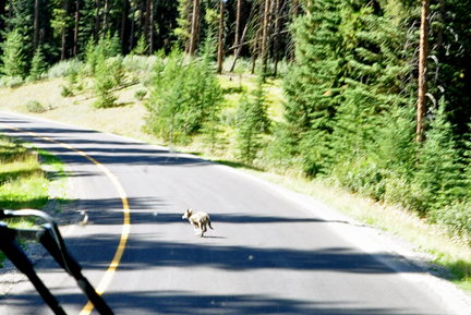 a light colored coyote in the road