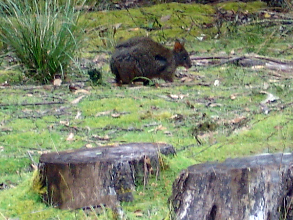 wildlife
