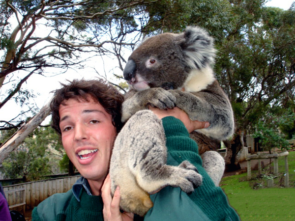 koala