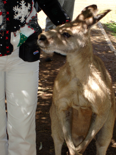 kangaroo