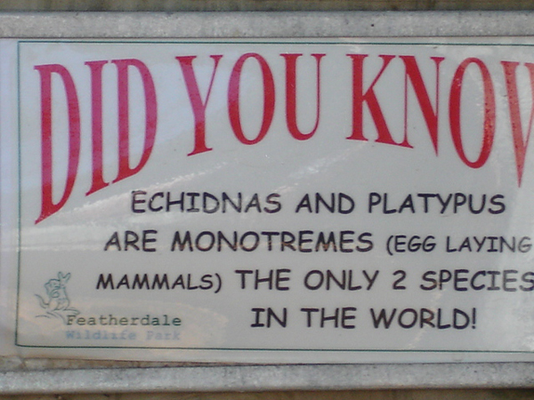 Echidnas sign