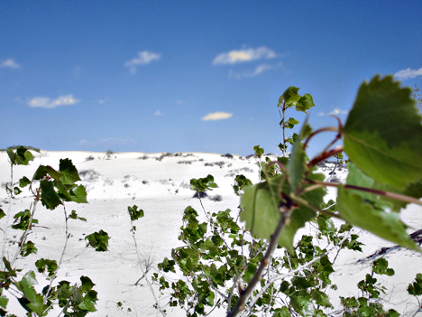 plants in the sand