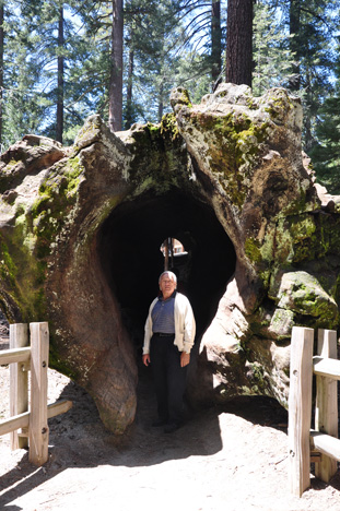 Lee walking through a felled Sequoia tree