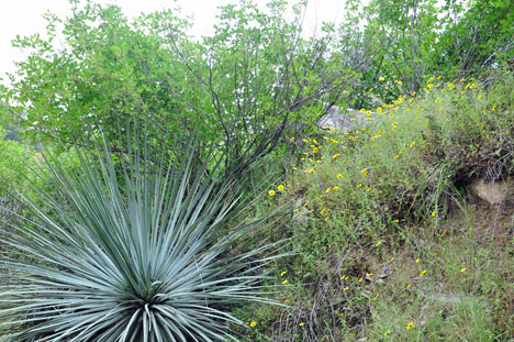 plants beside Tunnel Roack at Sequoia National Park