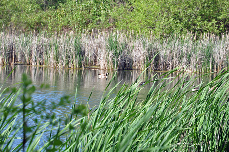 a duck in the lake