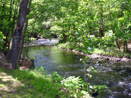 brook at Branch Brook Campground