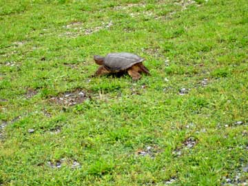 turtle